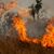 Feuer waren die Hauptursache für den großen Waldverlust. (Archivbild) - Foto: Diego Cardoso/dpa