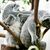 Der Duisburger Zoo ist europaweit Spezialist für die aufwendige Zucht und Zoo-Haltung der Koalas. (Archivbild) - Foto: Roland Weihrauch/dpa