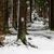 Schneefälle haben den Rennsteig im Thüringer Wald in eine Winterlandschaft verwandelt. - Foto: Michael Reichel/dpa