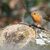 Naturnahe Futterquellen sind wichtig für Vögel wie Rotkehlchen. (Archivbild)  - Foto: Felix Kästle/dpa