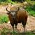 Der weltweite Bestand des Banteng schrumpfte in den vergangenen 20 Jahren um mehr als 80 Prozent. (Handout) - Foto: Anton Vorauer/WWF/dpa