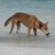 Die Dingos auf K'gari sind eine Attraktion - aber auch gefährlich. (Archivbild) - Foto: Fraser Island Dingo Preservation/AAP/dpa