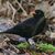 Die Amsel war bei der «Stunde der Wintervögel» in diesem Jahr deutlich weniger zu sehen als noch im Vorjahr. (Archivbild)  - Foto: Oliver Berg/dpa