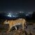 Ein Tiger streift durch den Similipal-Nationalpark in Indien. - Foto: Yashpal Rathore/Science/dpa