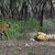 Zwei Tiger im Ranthambore-Nationalpark in Indien. (Foto Archiv) - Foto: Satyajeet Singh Rathore/AP/dpa