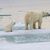 Eine Eisbär-Mutter ist mit einem Jungtier auf einer Eisscholle vor der Küste von Spitzbergen unterwegs. - Foto: Kt Miller/olar Bears Internat/dpa