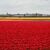 In den Niederlanden sind viele Felder mit Tulpenzwiebeln bepflanzt. (Archivbild) - Foto: Wolfgang Stelljes/dpa-tmn