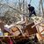 Ein Kiefernwald in Mississippi wurde durch einen Tornado zerstört. - Foto: Rogelio V. Solis/AP/dpa