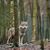 Das EU-Parlament entscheidet, den Wolf-Schutzstatus zu reduzieren. (Archivbild) - Foto: Klaus-Dietmar Gabbert/dpa-Zentralbild/dpa-tmn