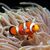 Clownfische leben im Schutz von Seeanemonen. (Archivbild) - Foto: Ahmad Yusni/epa/dpa