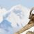 In der Allgäuer Hochalpen gibt es spezielle Führungen zu den «Big Five», wozu Steinbock, Steinadler, Gams, Murmeltier und Alpenschneehuhn zählen. (Archivbild) - Foto: Anthony Anex/KEYSTONE/dpa