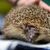 Mähroboter sind wahre Todesfallen für Igel. (Foto-Archiv) - Foto: Marius Becker/dpa