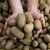 Die Pflanzenkrankheit Stolbur bedroht auch heimische Kartoffeln. - Foto: picture alliance / dpa