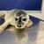 Seehündin Maca wurde auf Norderney gefunden. - Foto: Seehundstation Norddeich/dpa