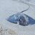 Viele Rochen verenden am Strand. (Foto Handout) - Foto: Palma Aquarium/dpa