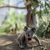 Koalas sind bedroht - etwa durch die Rodung von Bäumen, wie eine Studie nun herausfand. - Foto: Ami Fadhillah Amir Abdul Nasir/Society for Experimental Biology/dpa