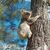 Für Koalas die sicherere Variante: Klettern an Bäumen. - Foto: Ami Fadhillah Amir Abdul Nasir/ Society for Experimental Biology/dpa