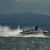 Schnelle Motorboote bringen zwar Spaß, können aber Pflanzen und Tieren in Seen enorm zusetzten. (Archivbild)  - Foto: Felix Kästle/dpa