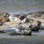 Seehunde brauchen etwa für die Aufzucht ihrer Jungtiere viel Ruhe und sollten nicht gestört werden. (Archivbild) - Foto: Sina Schuldt/dpa