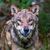 Höchstwahrscheinlich ein Wolf hat in den Niederlanden ein Kind angegriffen und weggeschleift (Symbolbild). - Foto: Armin Weigel/dpa