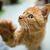 Rechtpfotig oder linkspfotig? Die Forscher wollen herausfinden, welche Faktoren die Pfotenpräferenz bei Katzen beeinflussen. (Symboldbild) - Foto: Julian Stratenschulte/dpa/dpa-tmn
