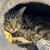 Kater Ben im Tierheim «Katzenparadies» Neustrelitz. - Foto: Ulrike von Leszczynski/dpa