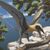 Rekonstruktion des Flugsauriers Eudimorphodon - Foto: Joschua Knüppe/Dinosaurierpark Teufelsschlucht/dpa