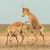 Die Antilopen sind in der zentralasiatischen Steppe beheimatet. - Foto: Andrey Giljov/BMC Journals Image Competition/dpa