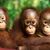Auch jeder Einzelne kann einiges tun, um Orang-Utans zu schützen. - Foto: Jayaprakash Bojan/Borneo Orangutan Survival/dpa
