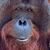 Orang-Utans teilen 97 Prozent ihres Erbguts mit den Menschen und sind sehr intelligent. (Archivbild) - Foto: Carola Frentzen/dpa