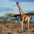 Jungtier und Mutter einer Nord-Giraffe - Foto: -/GCF/dpa
