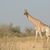 Eine junge Masai-Giraffe - Foto: Billy Dodson/GCF/dpa