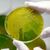 Ehec steht für enterohämorrhagische Escherichia coli und bezeichnet bestimmte krankmachende Stämme des Darm-Bakteriums, die vor allem bei Wiederkäuern wie Rindern vorkommen. (Archivbild) - Foto: Matthias Bein/dpa-Zentralbild/dpa