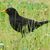 Die Amsel braucht naturnahe Gärten und Grünflächen. (Archiv) - Foto: Soeren Stache/dpa