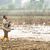 In Ägypten trifft die Wasserknappheit vor allem die Landwirtschaft. - Foto: Christophe Gateau/dpa