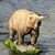 Die massige Siegerin von 2023 und 2024, Braunbärin Grazer (Nummer 128), ist erneut dabei.  - Foto: Christine Loberg/Katmai-Nationalpark/dpa