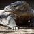 Komodo-Warane sind offiziell als «gefährdet» eingestuft. (Archivbild) - Foto: Matthys/epa/dpa
