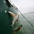 Rotaugen sind nicht nur als Speisefisch beliebt, sie sollen auch die rasante Ausbreitung der Quagga-Muscheln im Bodensee bremsen. (Archivbild)   - Foto: Felix Kästle/dpa