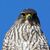 Der Karearea ist Neuseelands einziger Falke. - Foto: Luc Hoogenstein/Forest and Bird/dpa