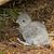 Als Küken sind Neuseelandfalken noch flaumig und hell.  - Foto: Steve Attwood/Forest and Bird/dpa