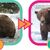 Die Gewichtszunahme über den Sommer hinweg ist dem Lachsfresser deutlich anzusehen. (Handout) - Foto: C. Loberg/T. Carmack/Katmai-Nationalpark/dpa