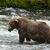 Braunbär 32 «Chunk» ist im Juli noch deutlich schlanker. (Handout)  - Foto: Loberg/Katmai Nationalpark/dpa