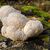 Der Igelstachelbart wird auch Yamabushitake, Löwenmähne, Pom-Pom blanc oder Affenkopfpilz genannt. - Foto: Detlef Schoenfeld/DGfM/dpa