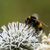 Zehn Prozent der Wildbienen sind in Europa bedroht (Archivbild) - Foto: Silas Stein/dpa