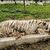 Nach Angaben der Behörden wiegt der entlaufene Tiger rund 130 Kilogramm.  - Foto: -/mexikanische Umweltbehörde/dpa