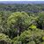 Bedroht: Ein Baum steht im Regenwald in Brasilien. (Archivbild) - Foto: Jens Büttner/dpa