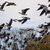 Mit dem Vogelzug erhöht sich alljährlich im Herbst die Gefahr, dass auch das Vogelgrippe-Virus eingeschleppt wird. (Symbolbild) - Foto: Klaus-Dietmar Gabbert/dpa