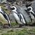 Brillenpinguine im Tierpark Berlin - Foto: Kira Hofmann/dpa-Zentralbild/ZB