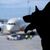 In Italien sind große Hunde an Bord von Flugzeugen nun erlaubt. (Symbolbild) - Foto: Sven Hoppe/dpa